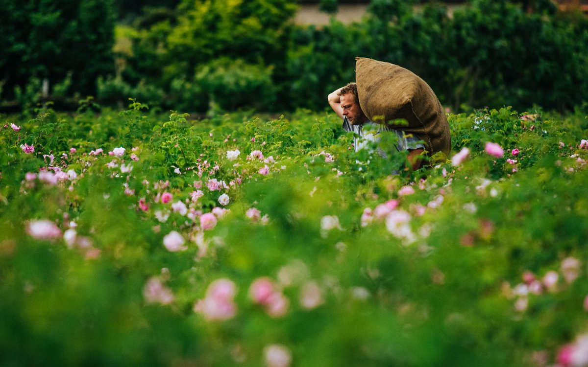 Rose De Mai Harvest