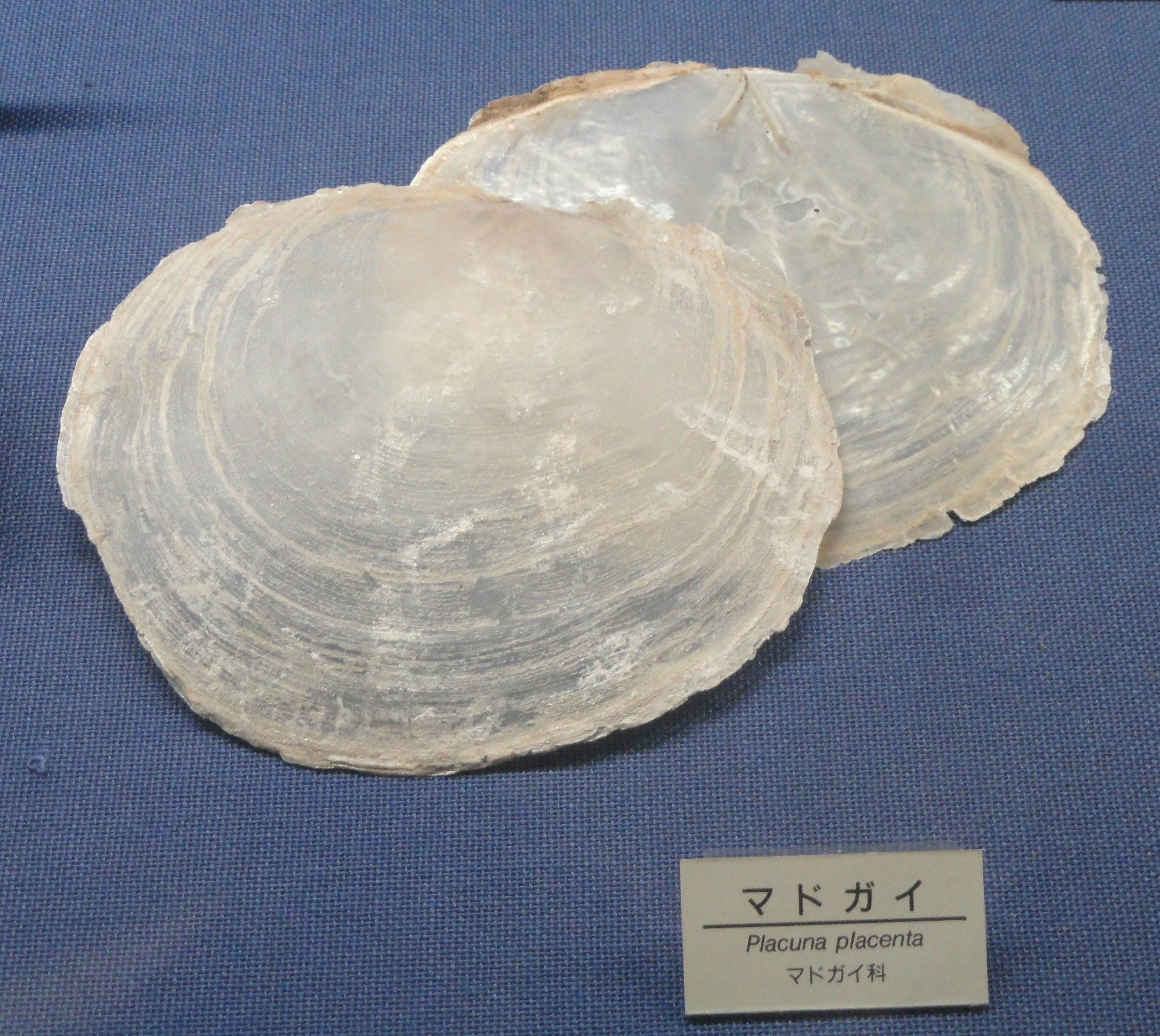 Placuna Placenta, or capiz shell, is a bivalve mollusk abundant in the Philippines.