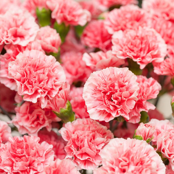 A closeup of pink carnations (aka cadena de amor) which are the traditional flower for mother's day in the Philippines.