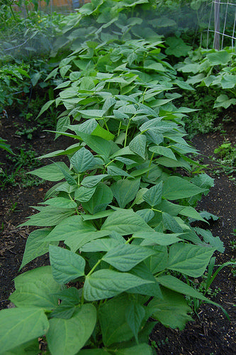 grow organic vegetables how to composting