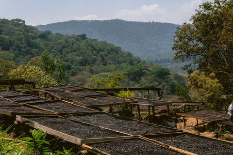 Eby Aracely Samayoa Farm Specialty Coffee Producer Visit Guatemala Origin Trip