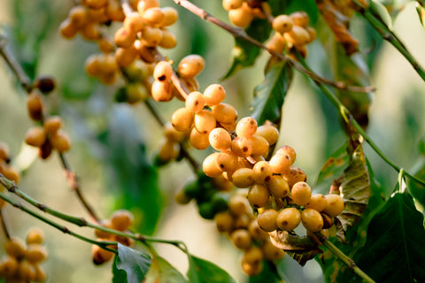 Trying a coffee cherry for the first time in huehuetenango guatemala