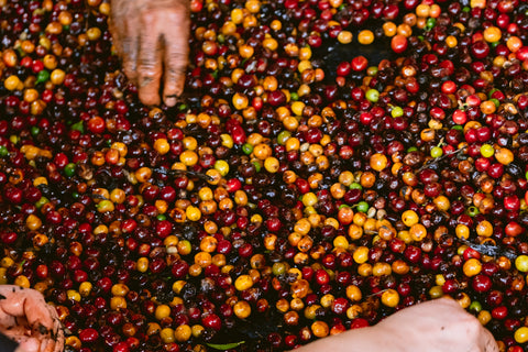 sorting coffee cherries quality control at Producer Rosendo Domingo in Huehuetenango Guatemala