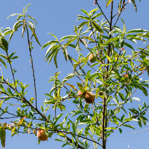 Peach tree trial garden in Com Huehuetenango Guatemala