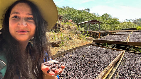 Visiting origin Producers Eby Aracely Samayoa and Antonio Gonzalez drying bed natural coffee cherries in Guatemala