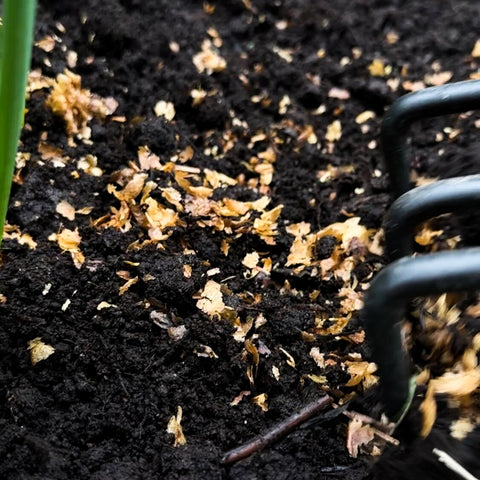 Detour coffee plant coffee chaff in garden nitrogen benefits ward off slugs help garden bloom