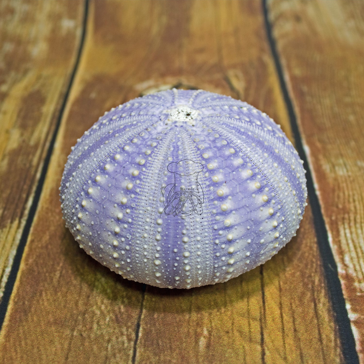 Purple Sea Urchin Hermit Crab Food Hermie S Kitchen