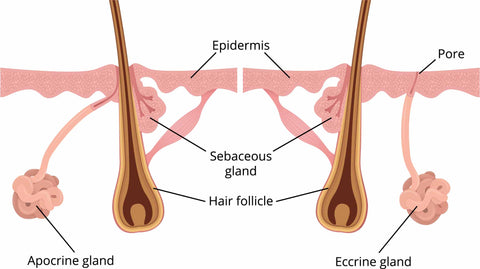 types of sweat glands