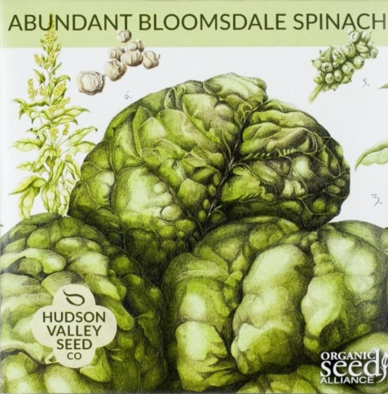 Abundant Bloomsdale Spinach Greens