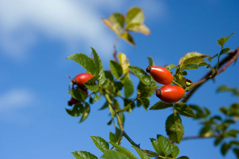 Rosehip Oil benefits for Skin