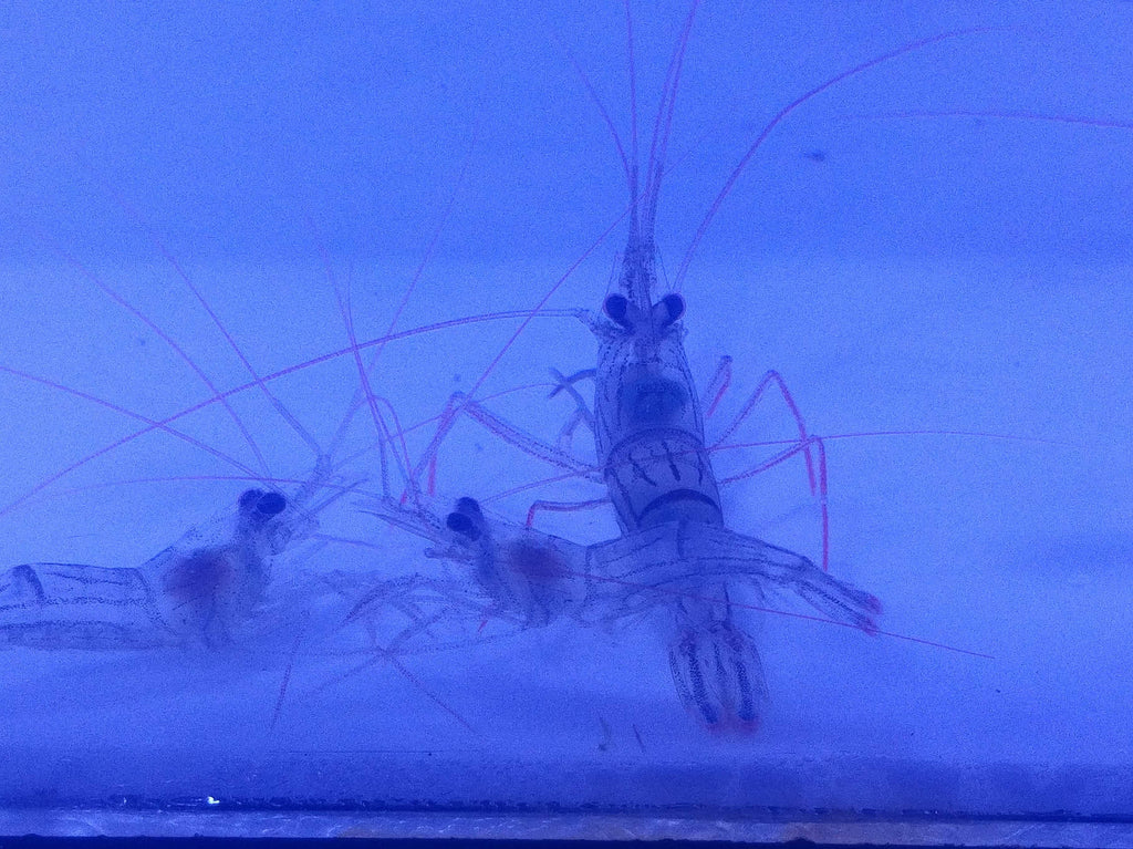 peppermint shrimp eat aiptasia