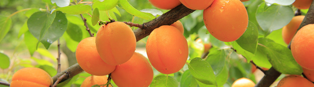 Apricot