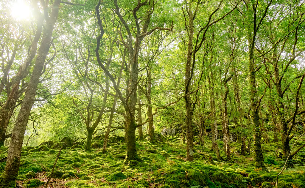 Welsh woodlands