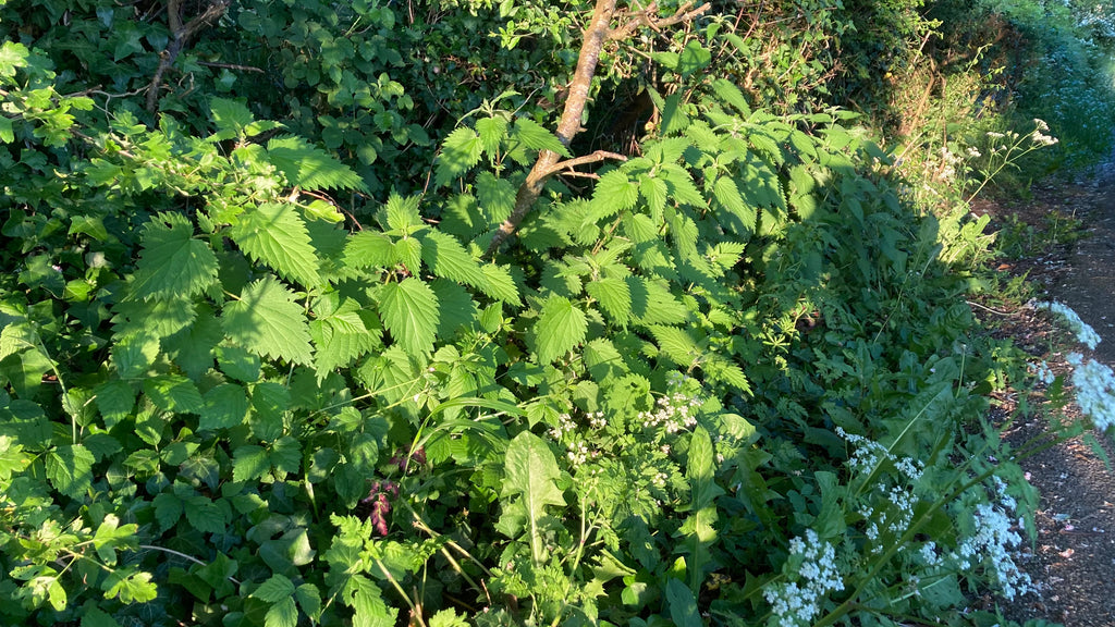 Nettles growing in the hedgerow