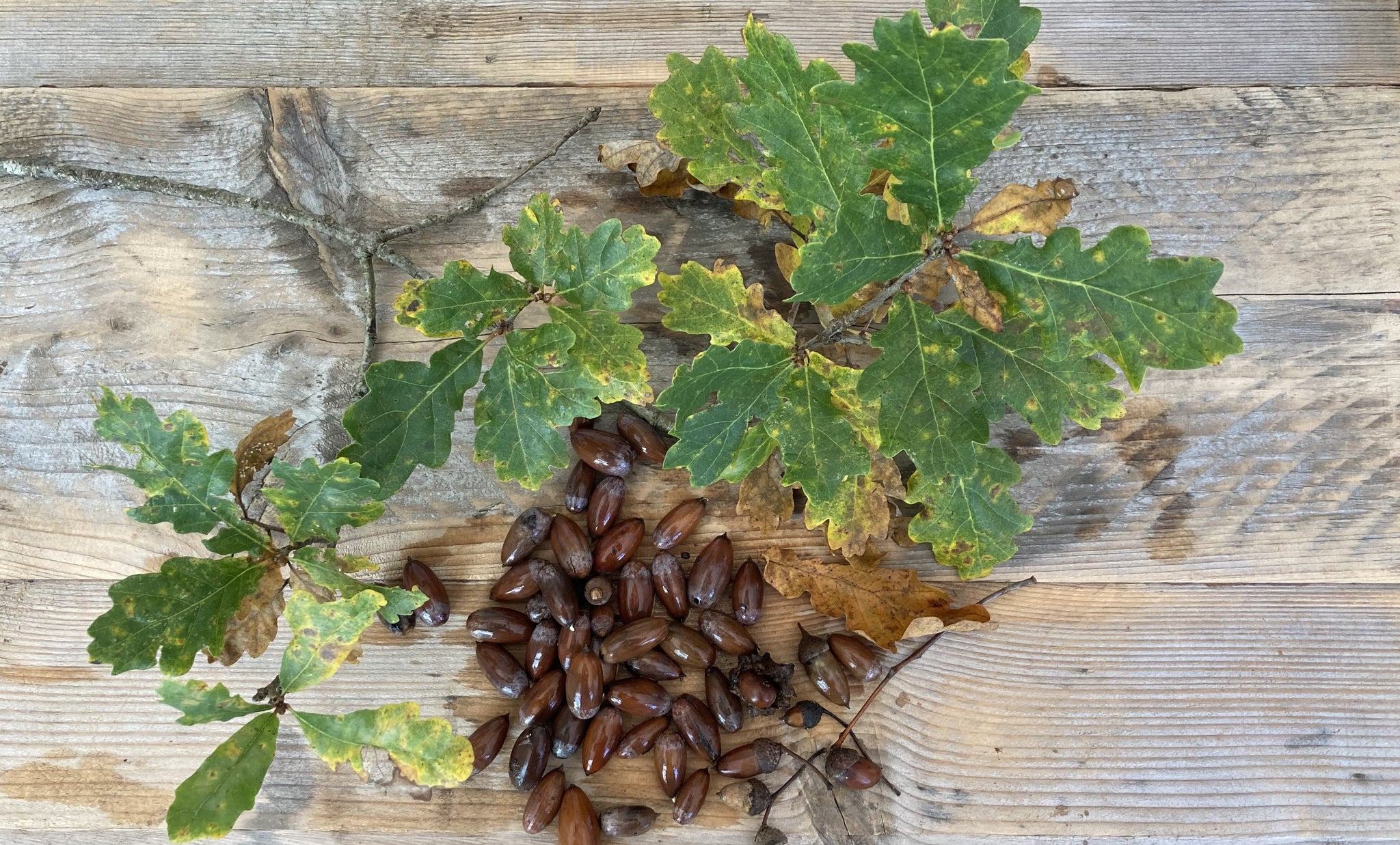 An oak branch and a pile of acorns sitting on a wooden table