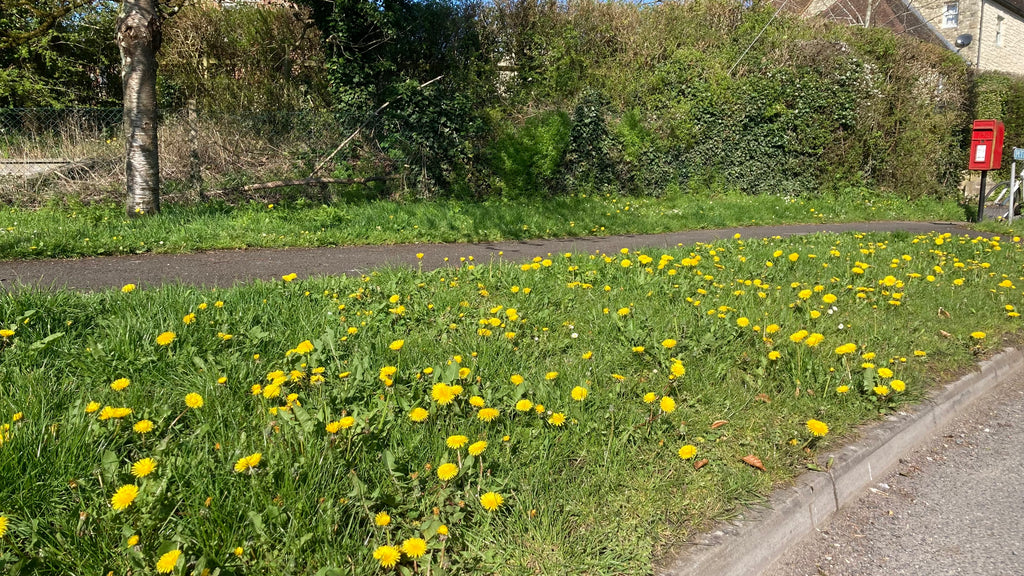 Dandelion season