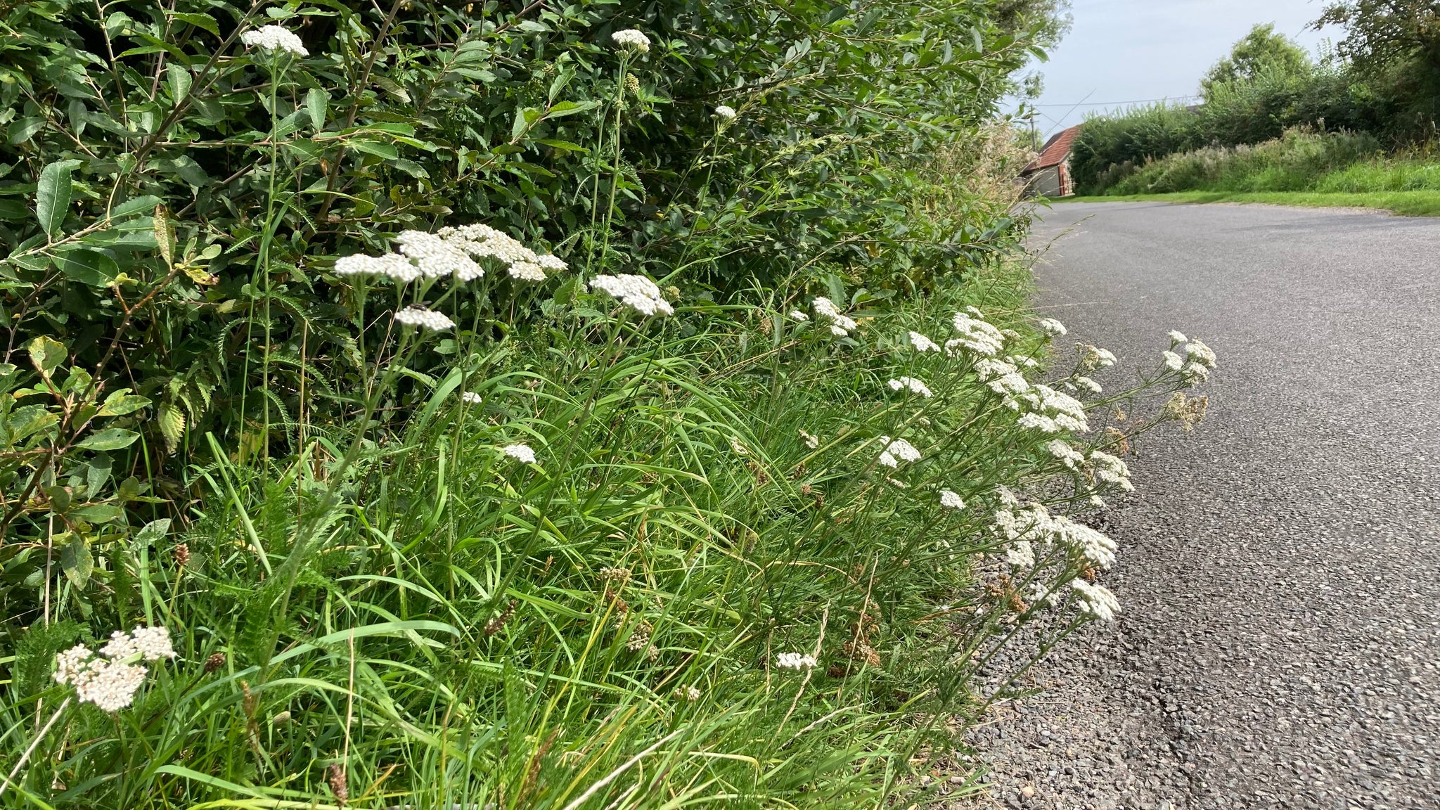 Yarrow growing on the verge