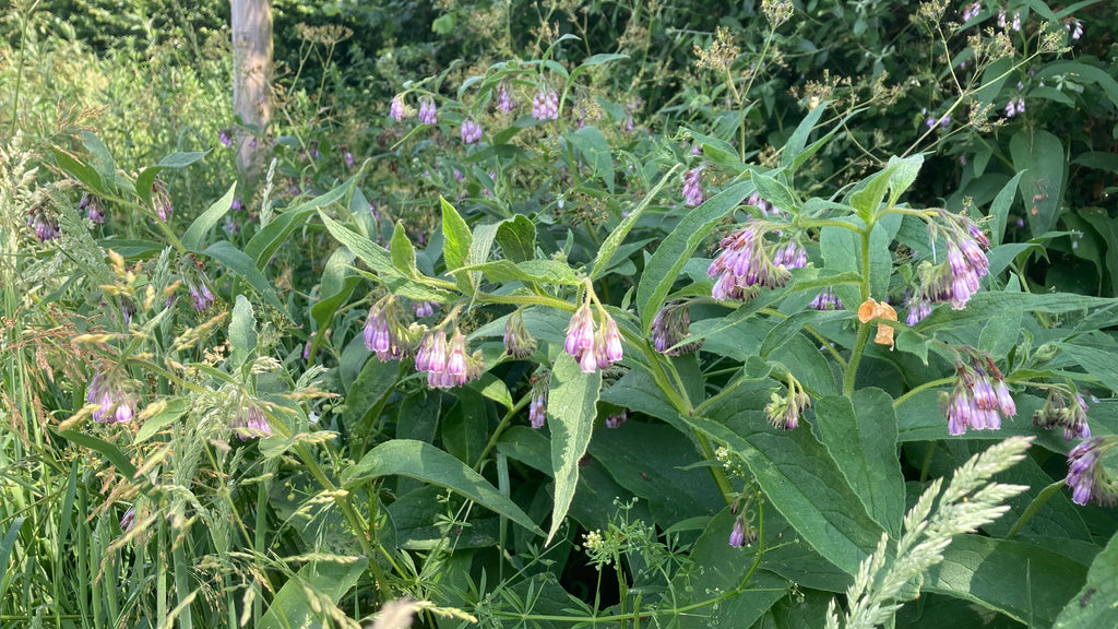 Comfrey growing in hedgerow