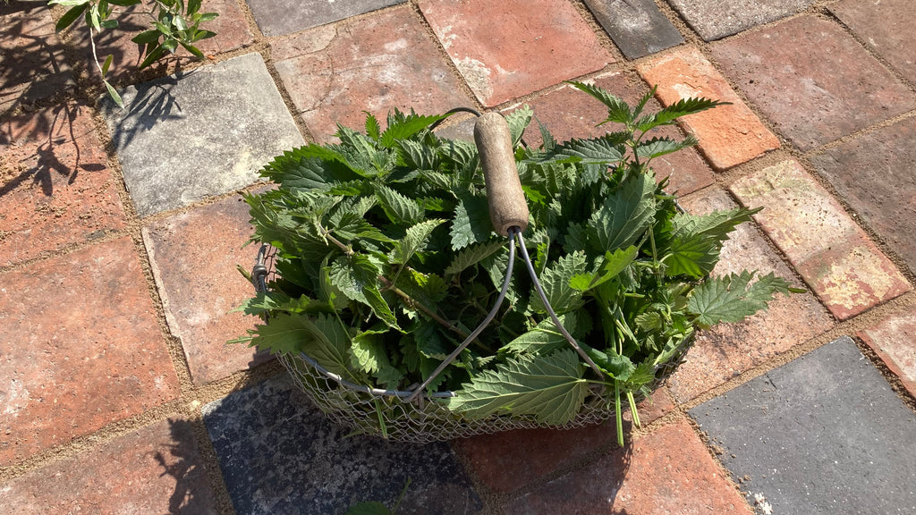 Foraged nettles in a basket