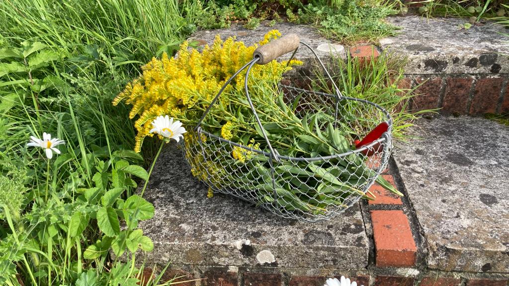 Foraged goldenrod