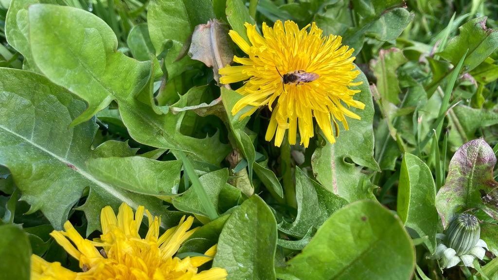 Dandelion flowers