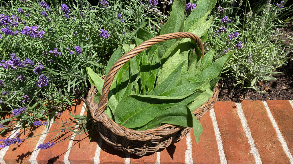 Basket of comfrey leaves