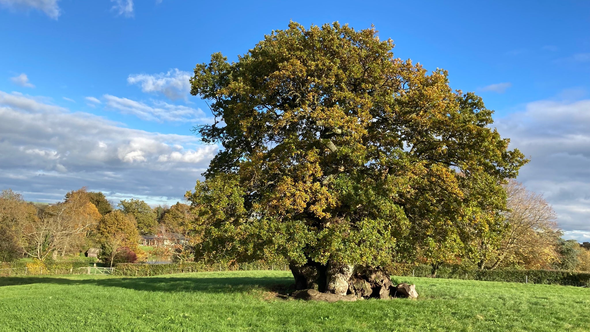 A field with Judge Wyndham’s Oak in the middle
