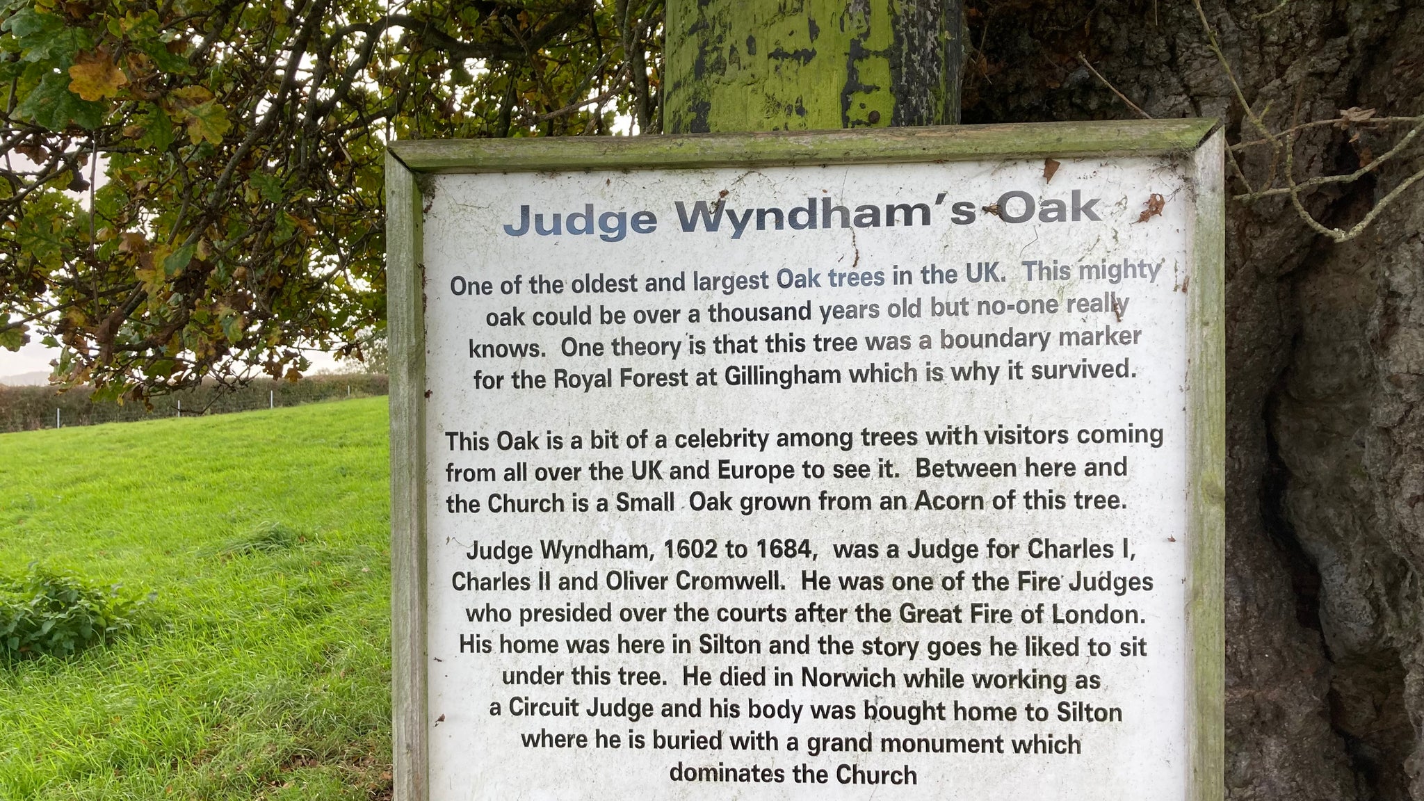 A sign telling of the history of Judge Wyndham’s Oak Tree