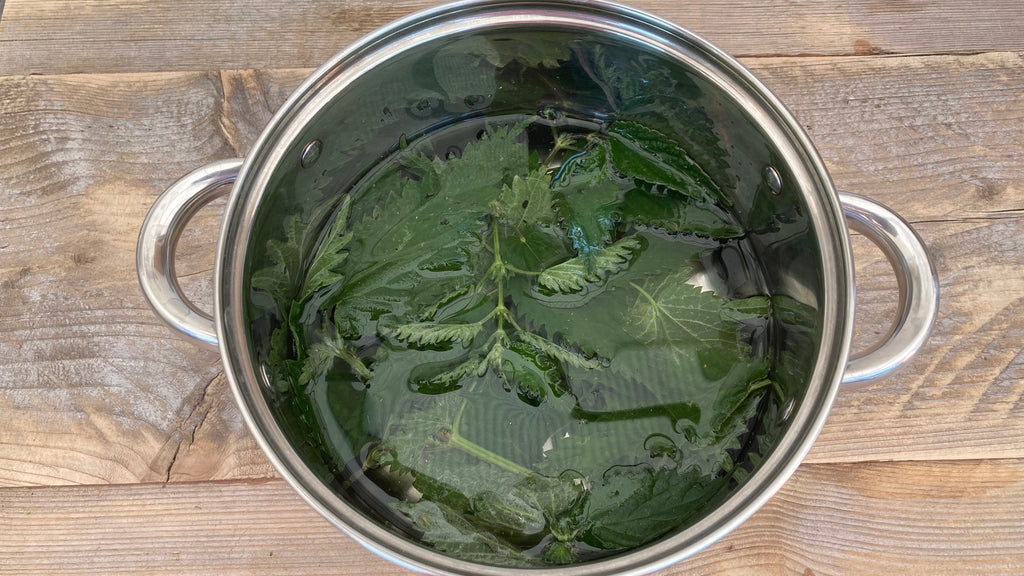 Nettles in pot with water added