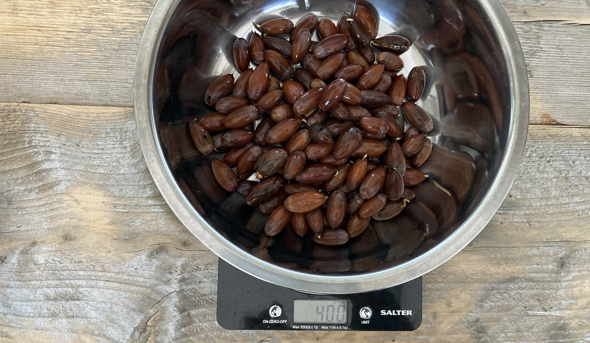 Acorns in a metal bowl being weighed on a set of scales