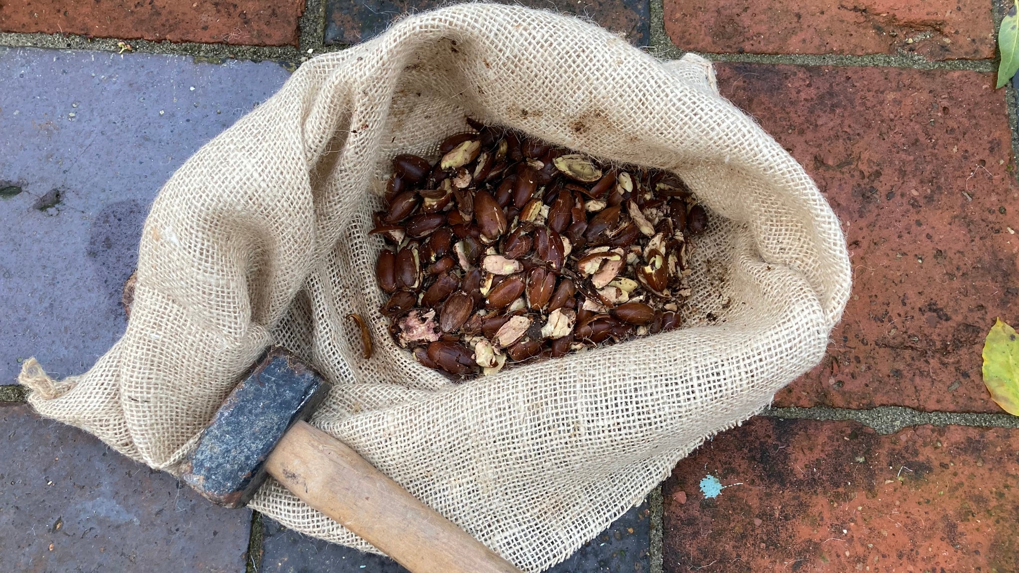 A bag of crushed acorns with a hammer next to it