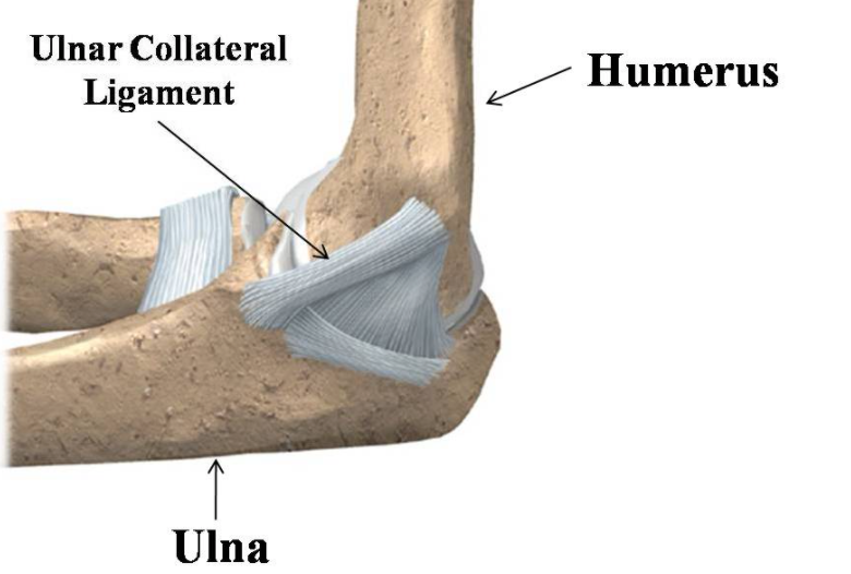 Ulnar Collateral Ligament Elbow