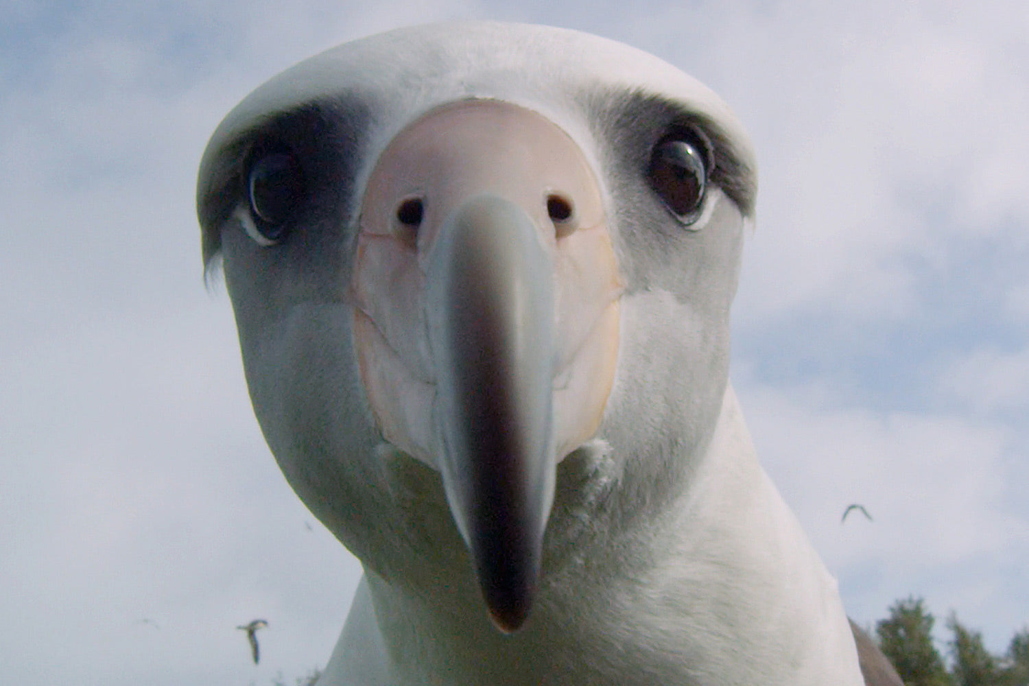 Chris Jordan's Albatross -