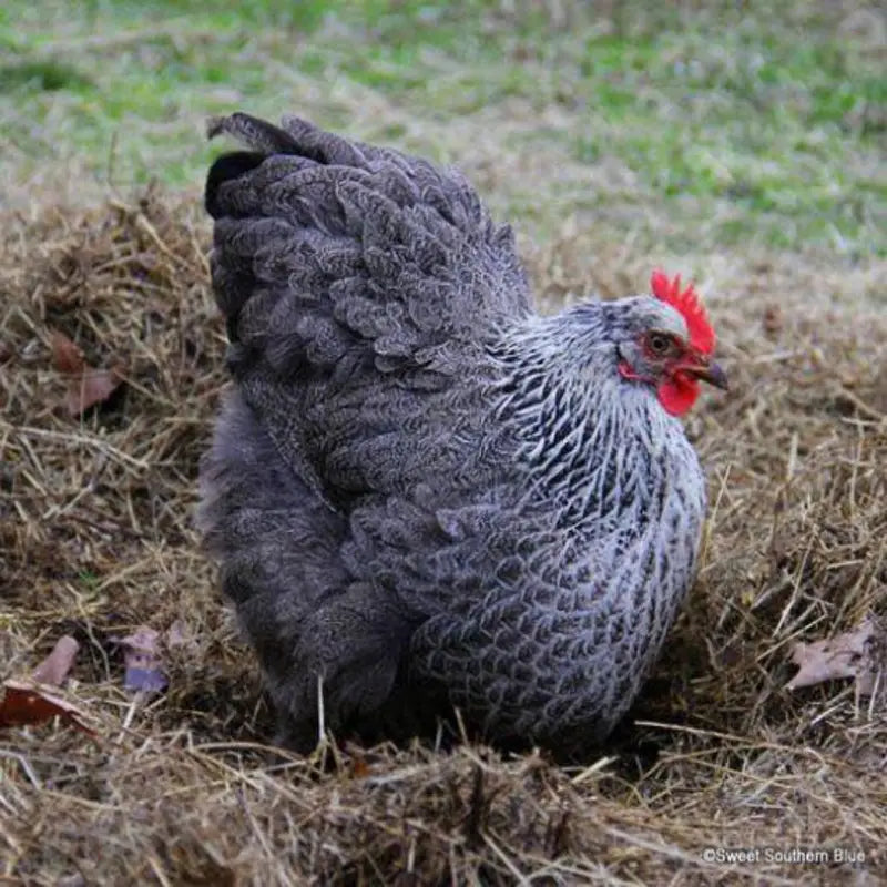 Silver Penciled Cochin Bantam, a small, docile breed known for its striking black and silver feathering, fluffy appearance, and friendly temperament, ideal as pets and show birds.