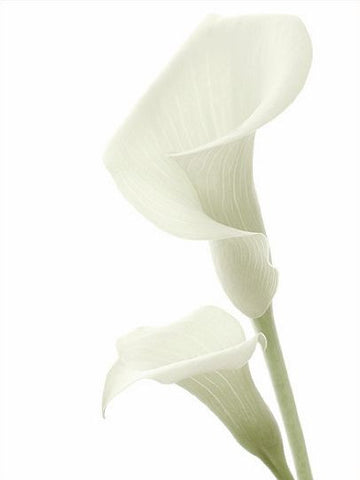 Calla Lily