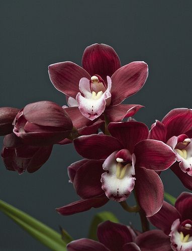 Cymbidium boat orchid CNY flower