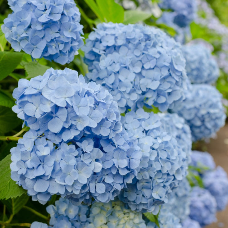 white  hydrangeas 