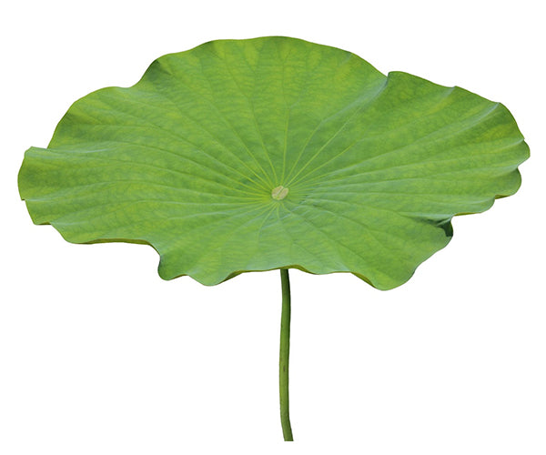 Feuilles de lotus