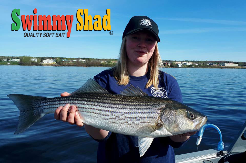 peche au bar rayé au meilleur leurres souple quebec striped bass