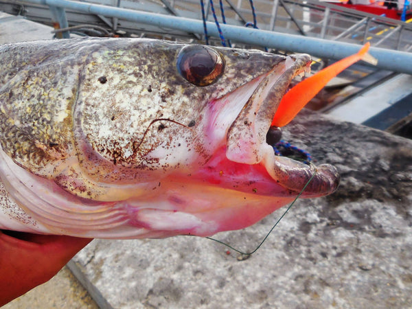 Réussir la pêche aux dorés aux leurres souples au quebec – Target Baits  Leurres