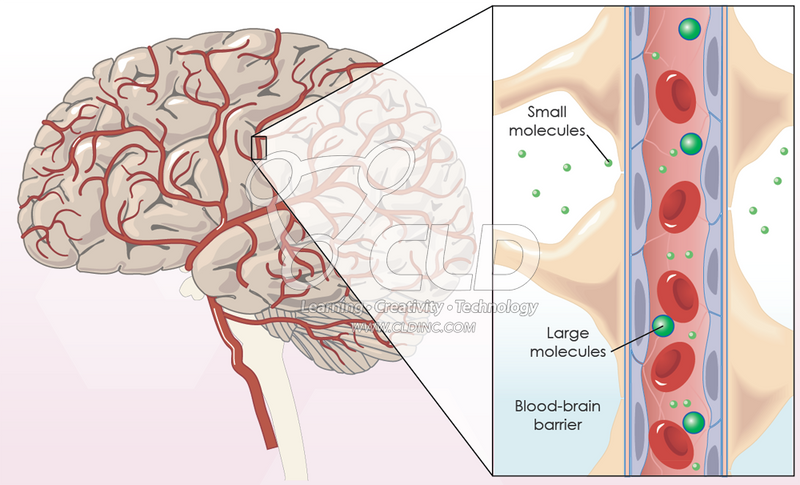 blood brain barrier definition