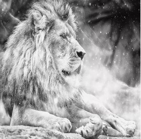 white lion wallpaper 3d