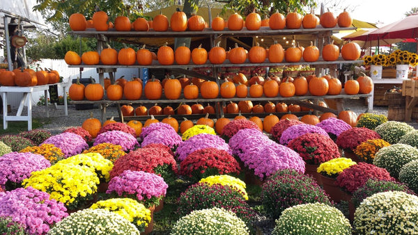 Hampton Chic Farm-stand