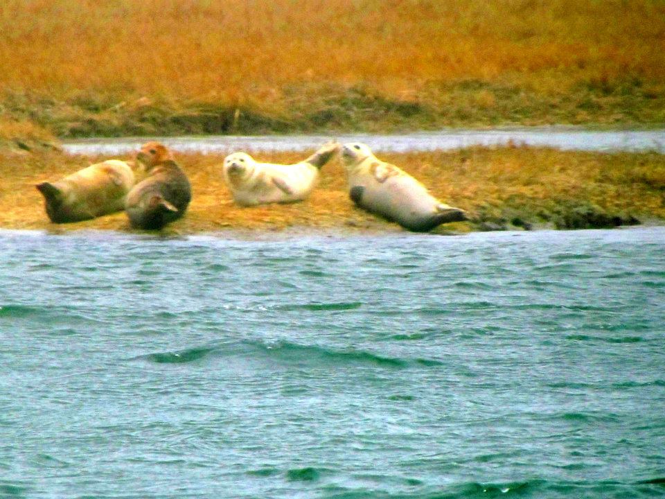 SEAL WATCHING IN THE HAMPTONS