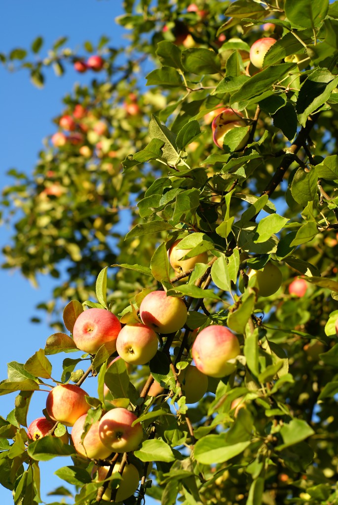 Prince of Scots Hot Apple Cider 