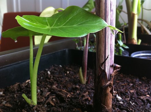 Alocasia Gageana Aka California Elephant Ear Plant Lust 8488