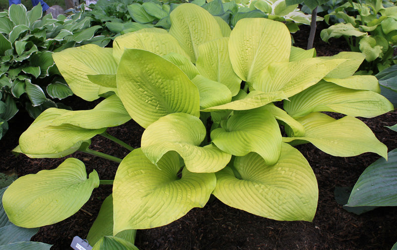 Hosta 'Key West' – plant lust