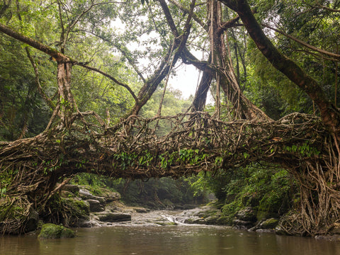 ficus bridge