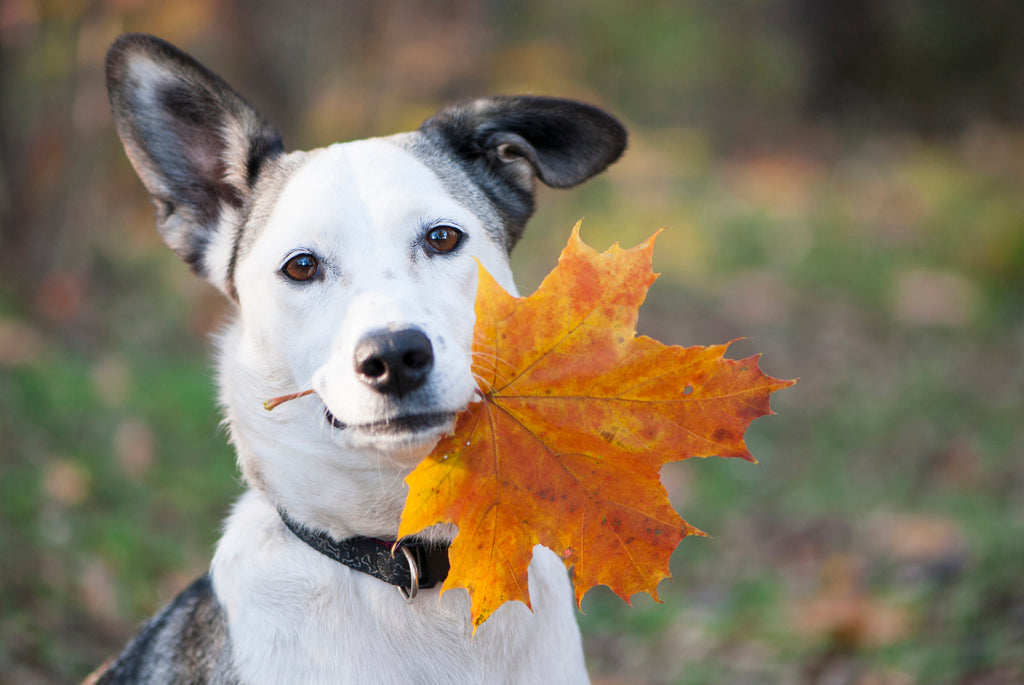 getting ready for fall