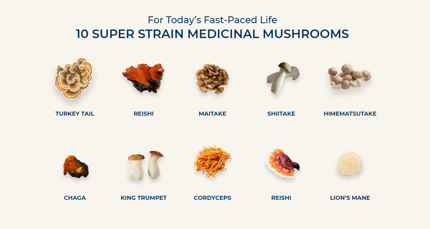 HIGHVIBE Mushroom Ingredients